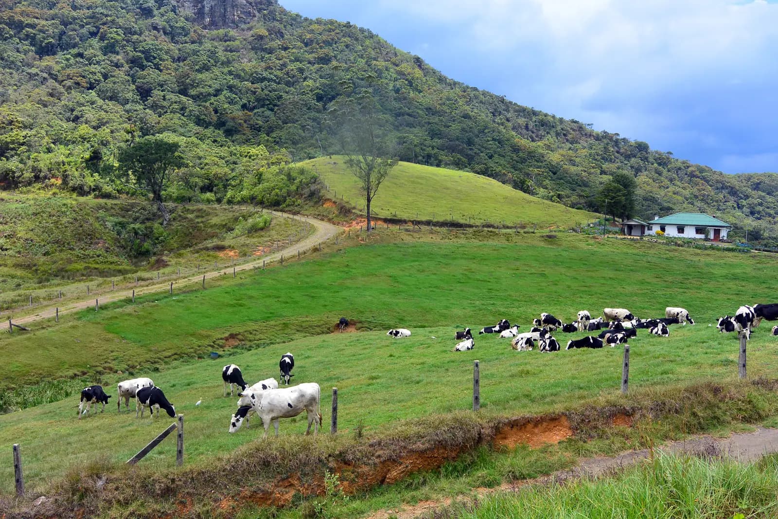 Dairy cattle grazing at Ambewela Farm in the highlands, Sri Lanka