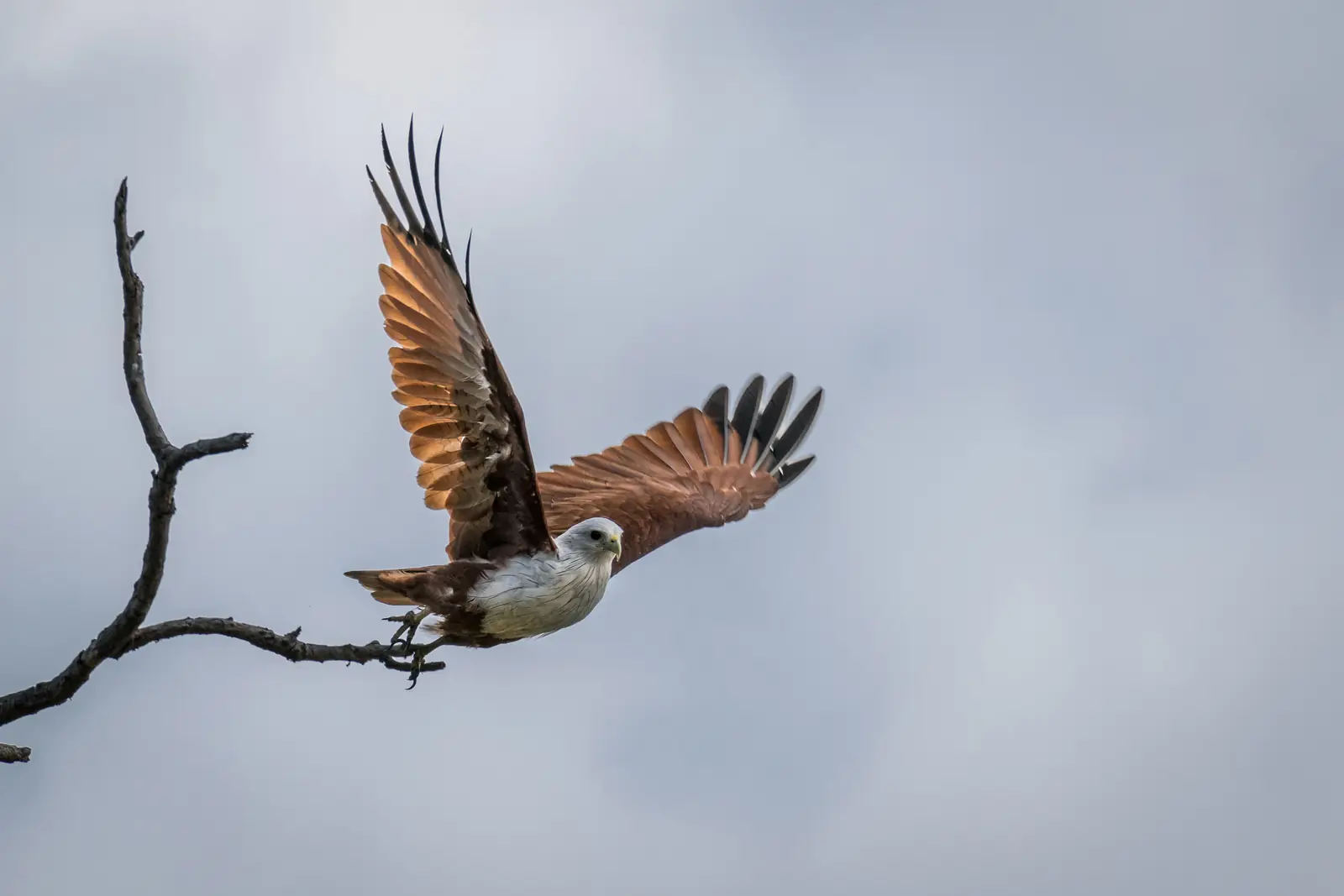 Brahminy kite taking off at Anavilundawa wetland sanctuary, Sri Lanka
