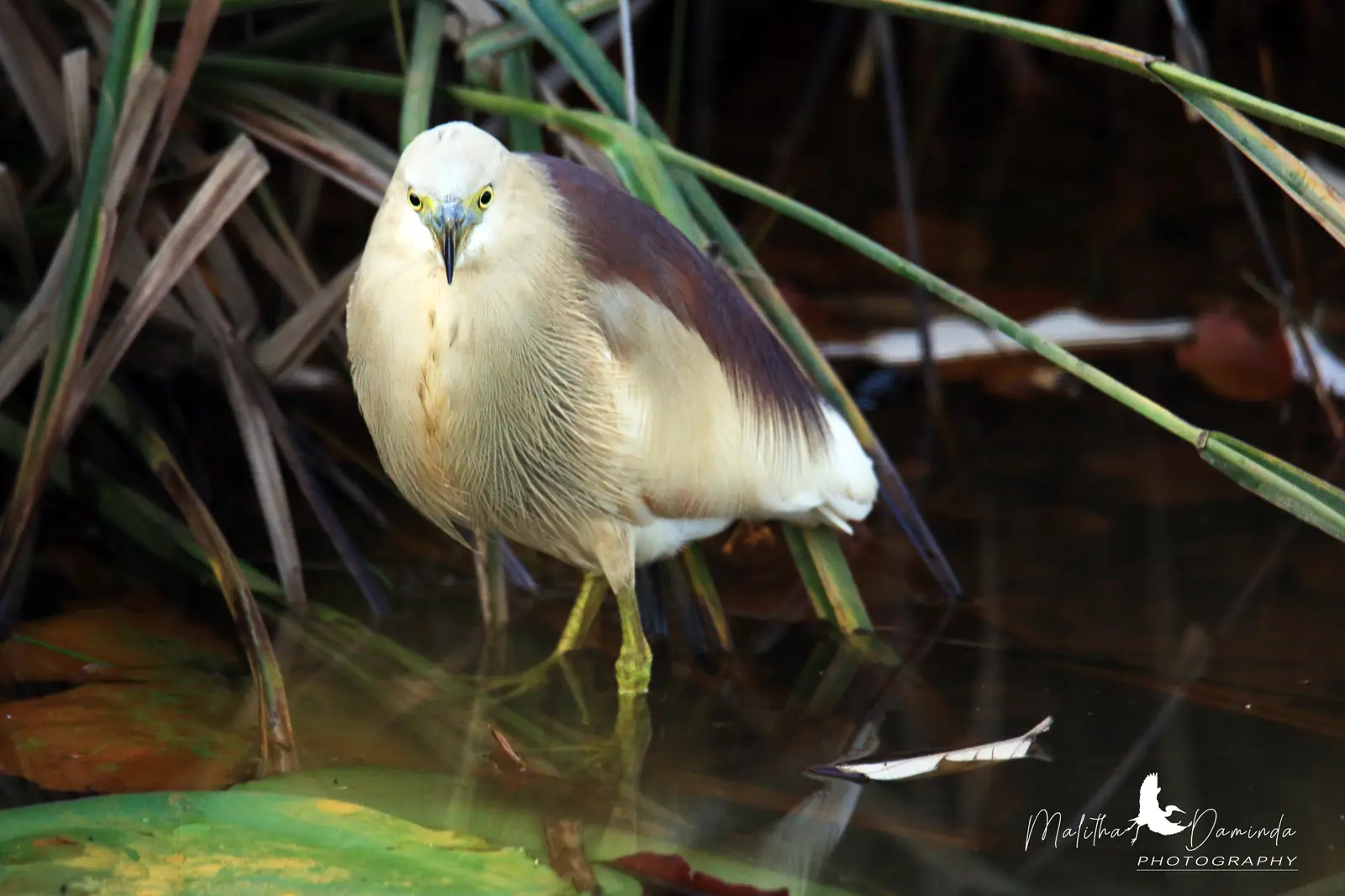 Wetland reeds and birdlife at Beddagana Wetland Park, Kotte, Sri Lanka