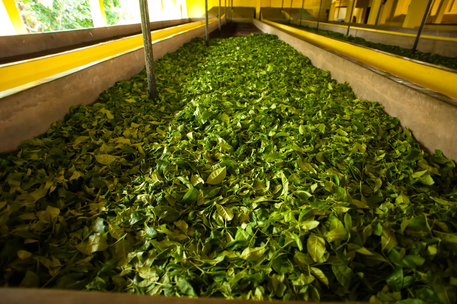 Tea harvest in the Bogawantalawa valley, Sri Lanka