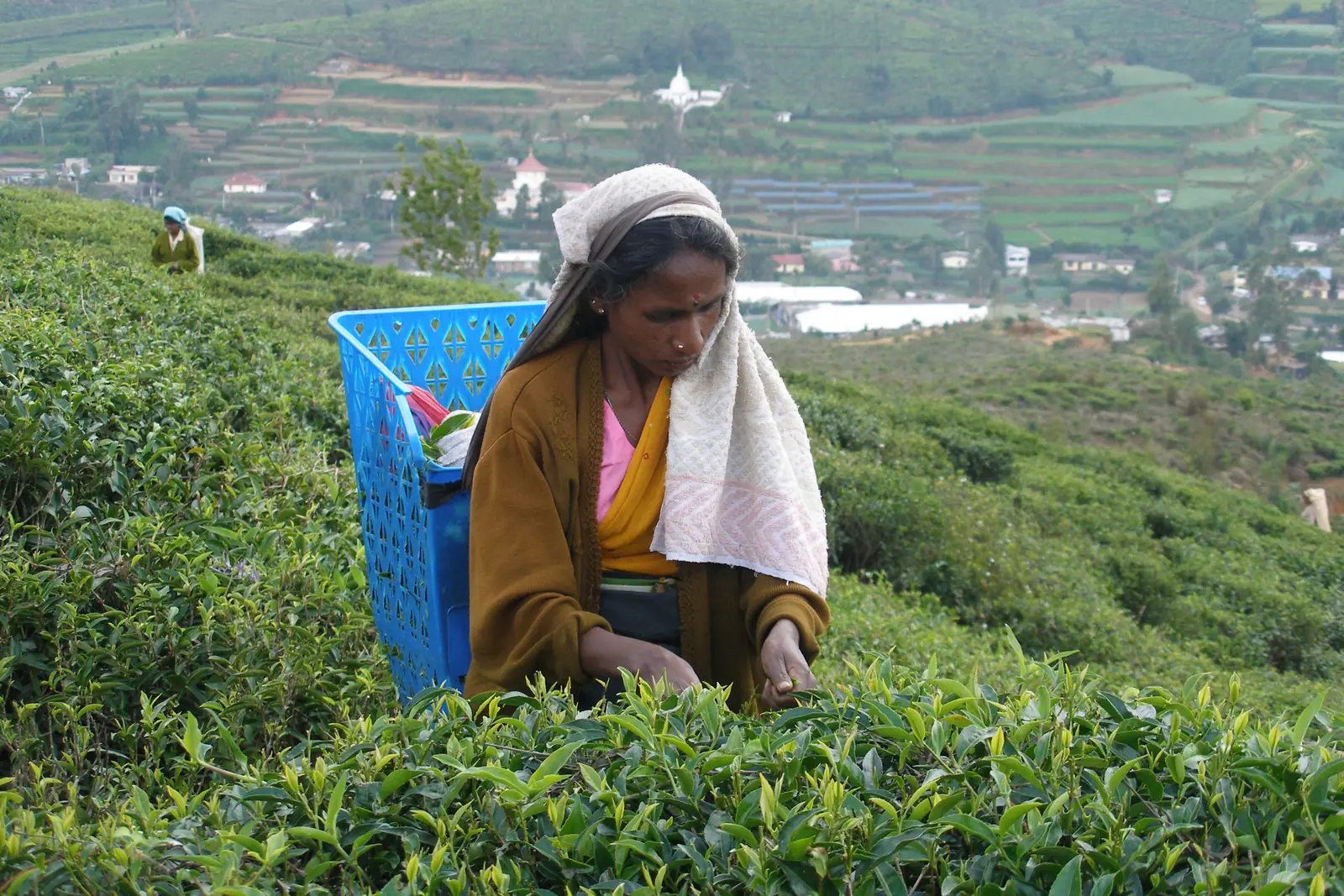 Tea picker harvesting leaves on a Ceylon tea plantation in Nuwara Eliya, Sri Lanka