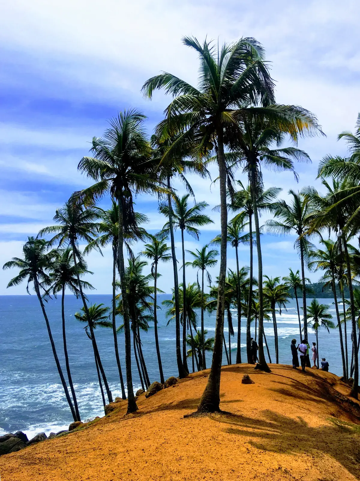Palm grove of Coconut Tree Hill above the ocean at Mirissa, Sri Lanka