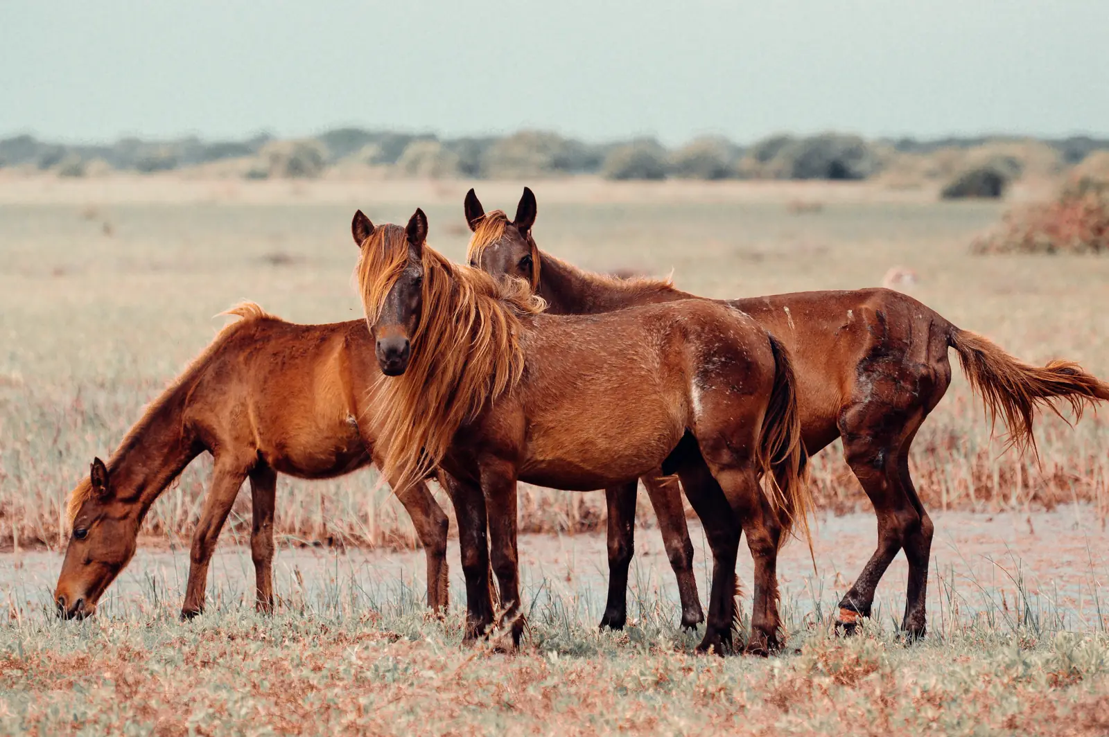 Wild ponies roaming Delft Island (Neduntheevu) near Jaffna, Sri Lanka