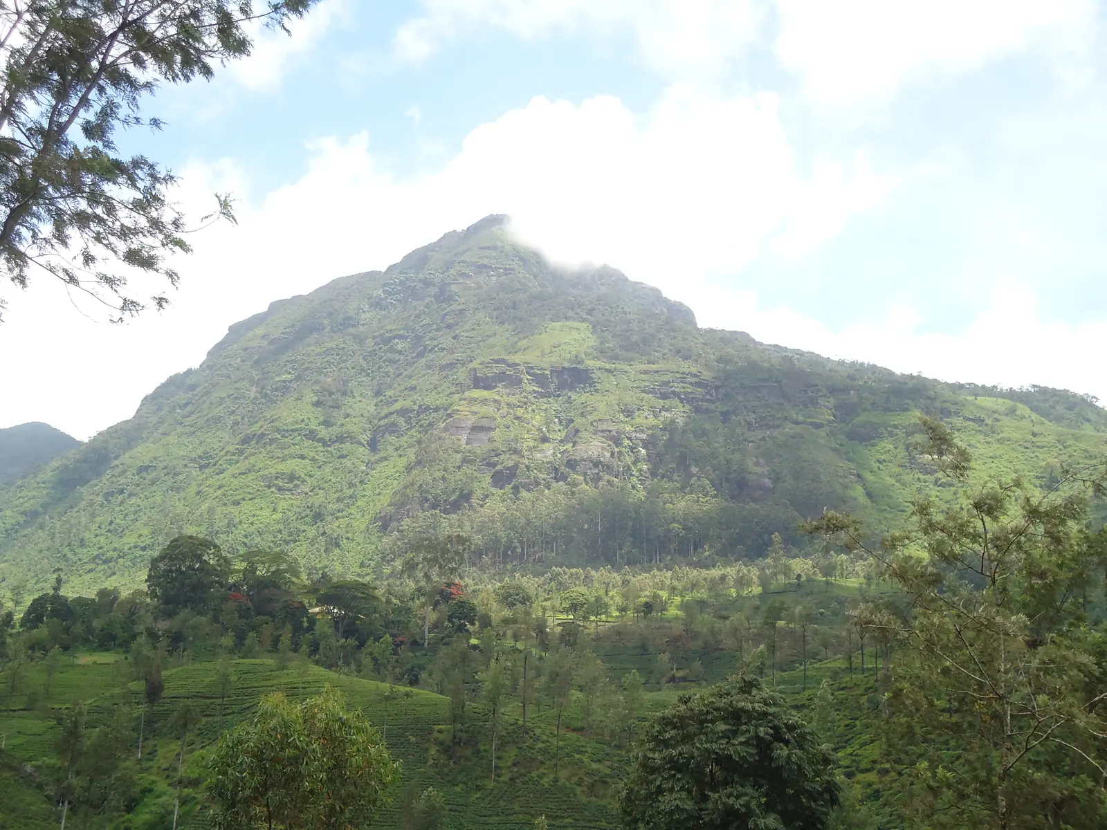 Great Western Mountain rising above the tea country, Sri Lanka
