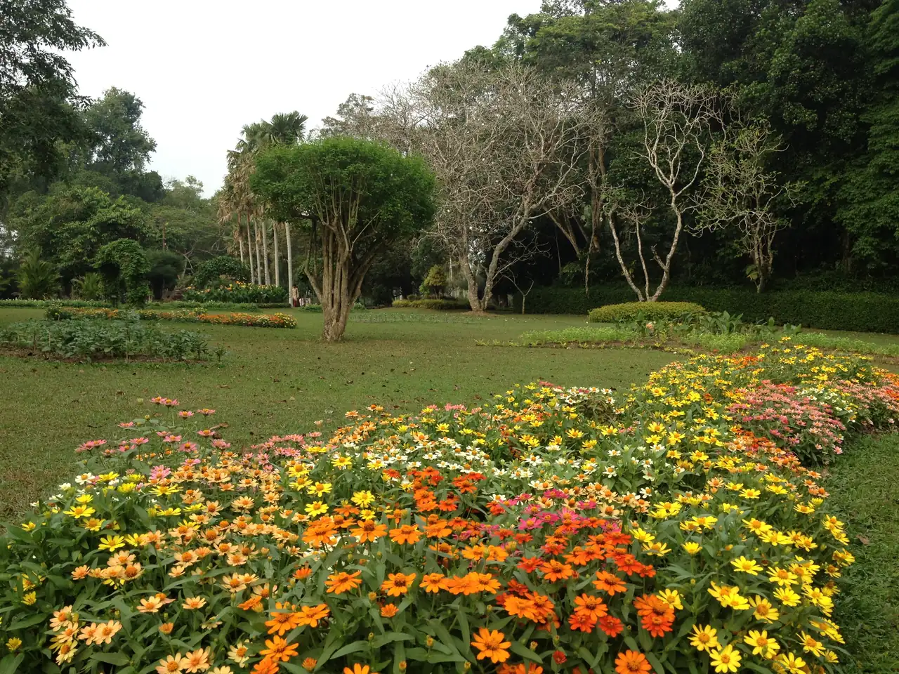 Lawns and trees of Henarathgoda Botanical Garden, Gampaha, Sri Lanka