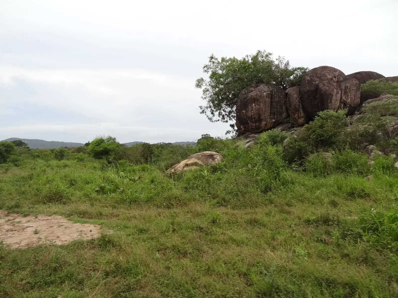 Safari track through open grassland at Hurulu Eco Park near Habarana, Sri Lanka