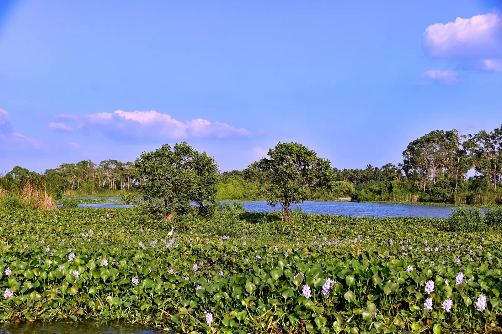 Lagoon landscape of the Kalametiya Bird Sanctuary, Sri Lanka