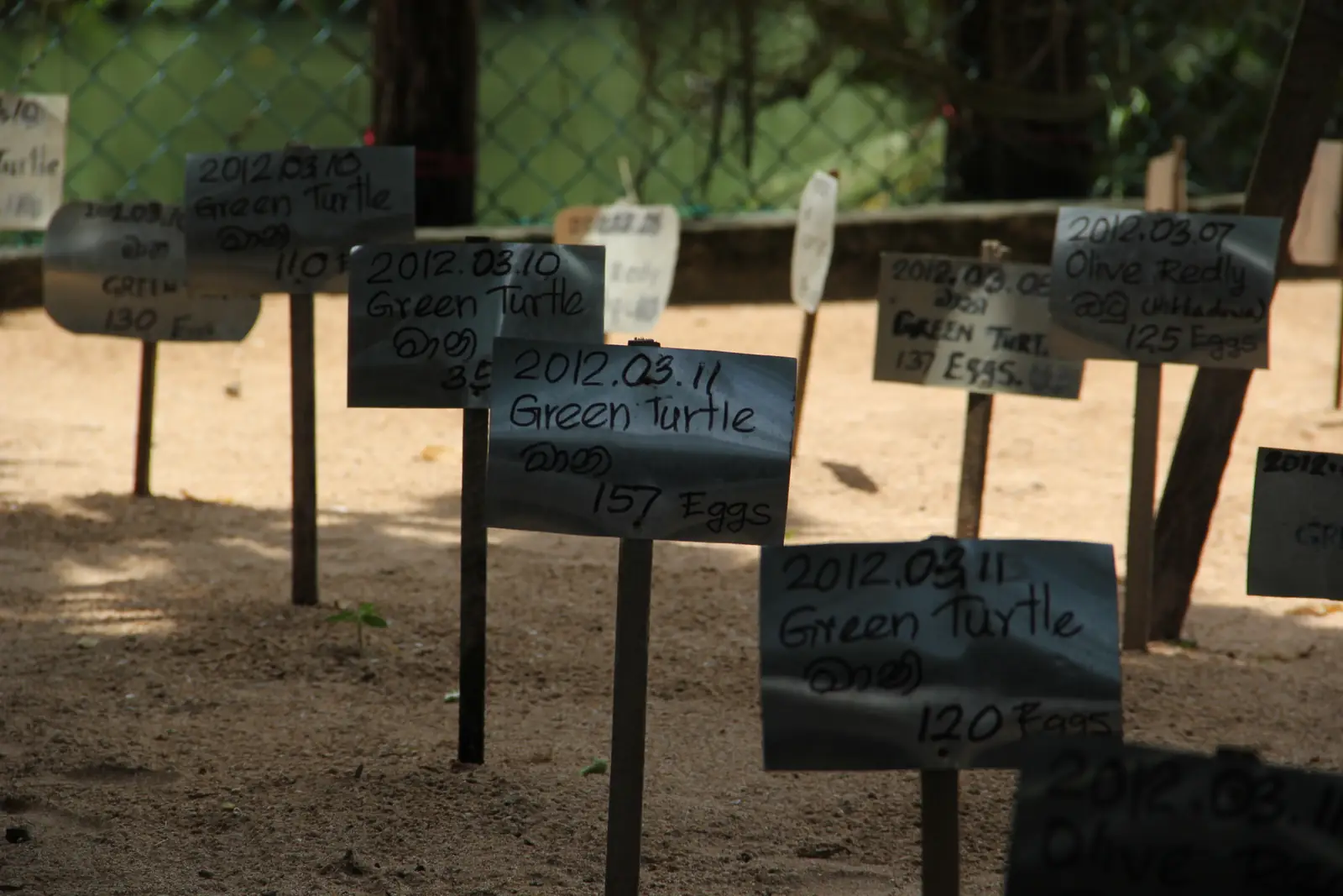 Turtle egg nursery garden at a Kosgoda hatchery, Sri Lanka