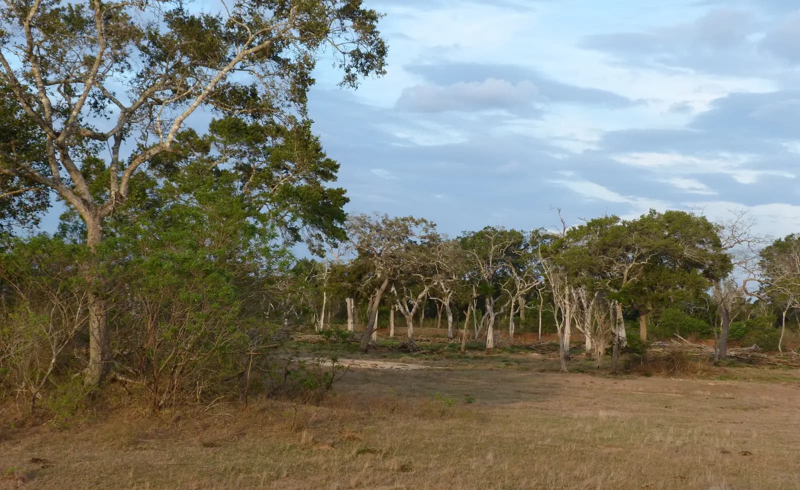 Wild elephant in the open landscape of Lunugamvehera National Park, Sri Lanka
