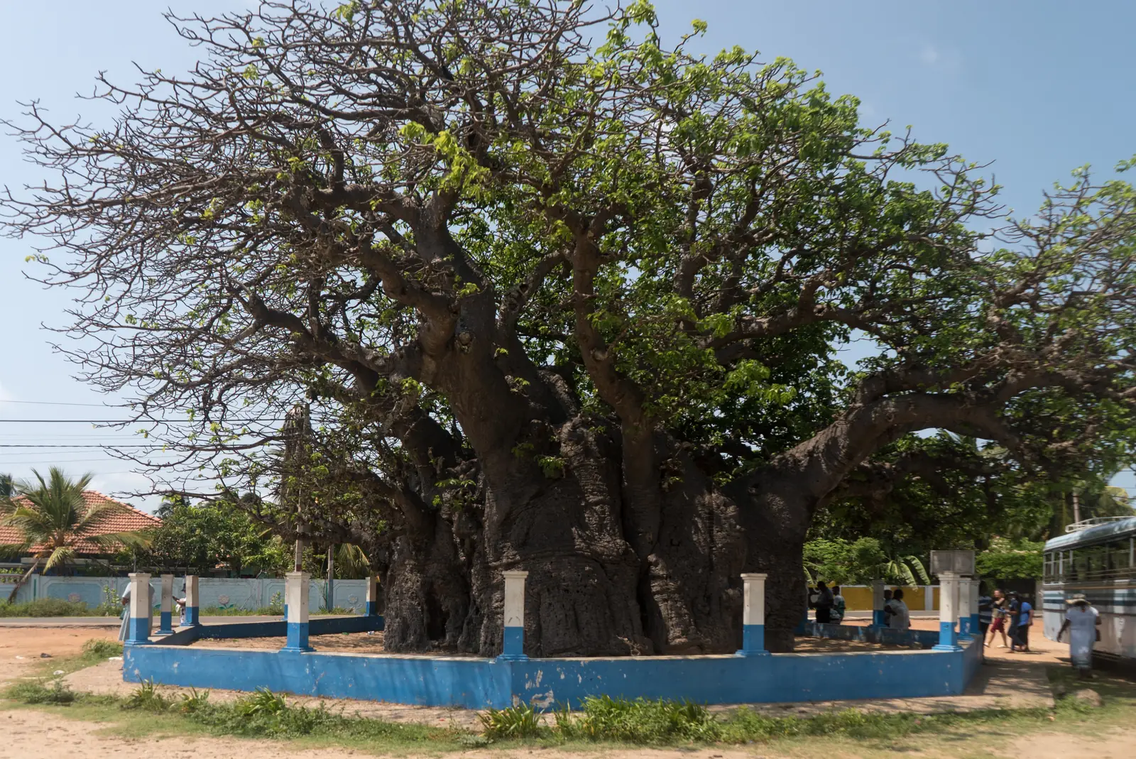 Ancient baobab tree on Mannar Island, Sri Lanka