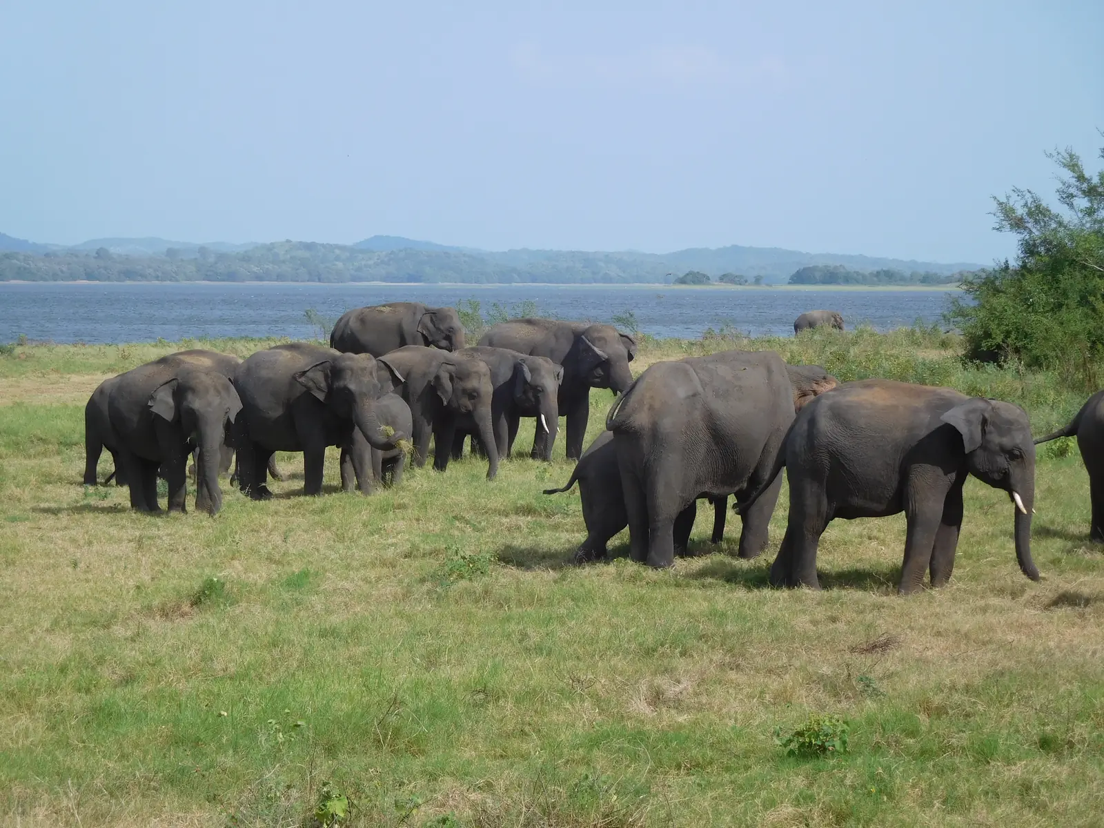 Herd of wild Asian elephants gathering near the Minneriya tank in Minneriya National Park, Sri Lanka
