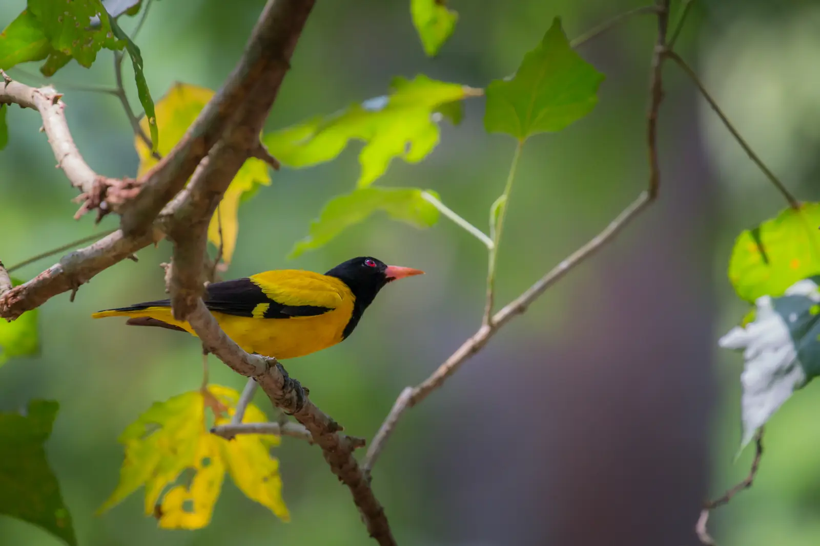 Black-hooded oriole in the Muthurajawela wetlands, Sri Lanka