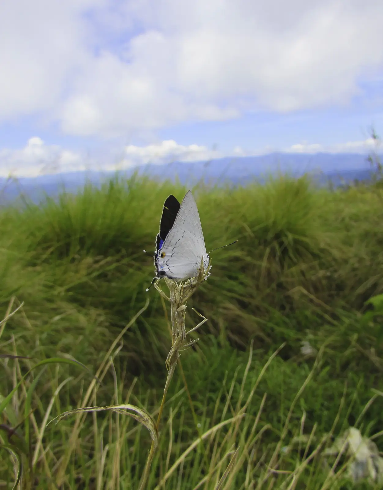 Grass-covered dome of Narangala mountain in Uva province, Sri Lanka