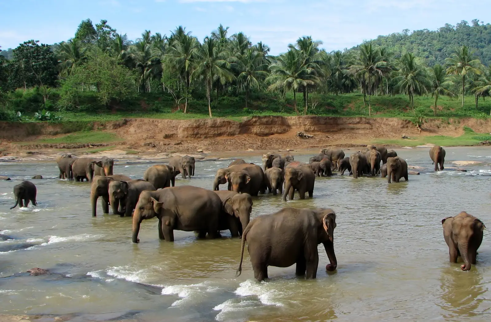 Elephants at the Pinnawala Elephant Orphanage, Sri Lanka