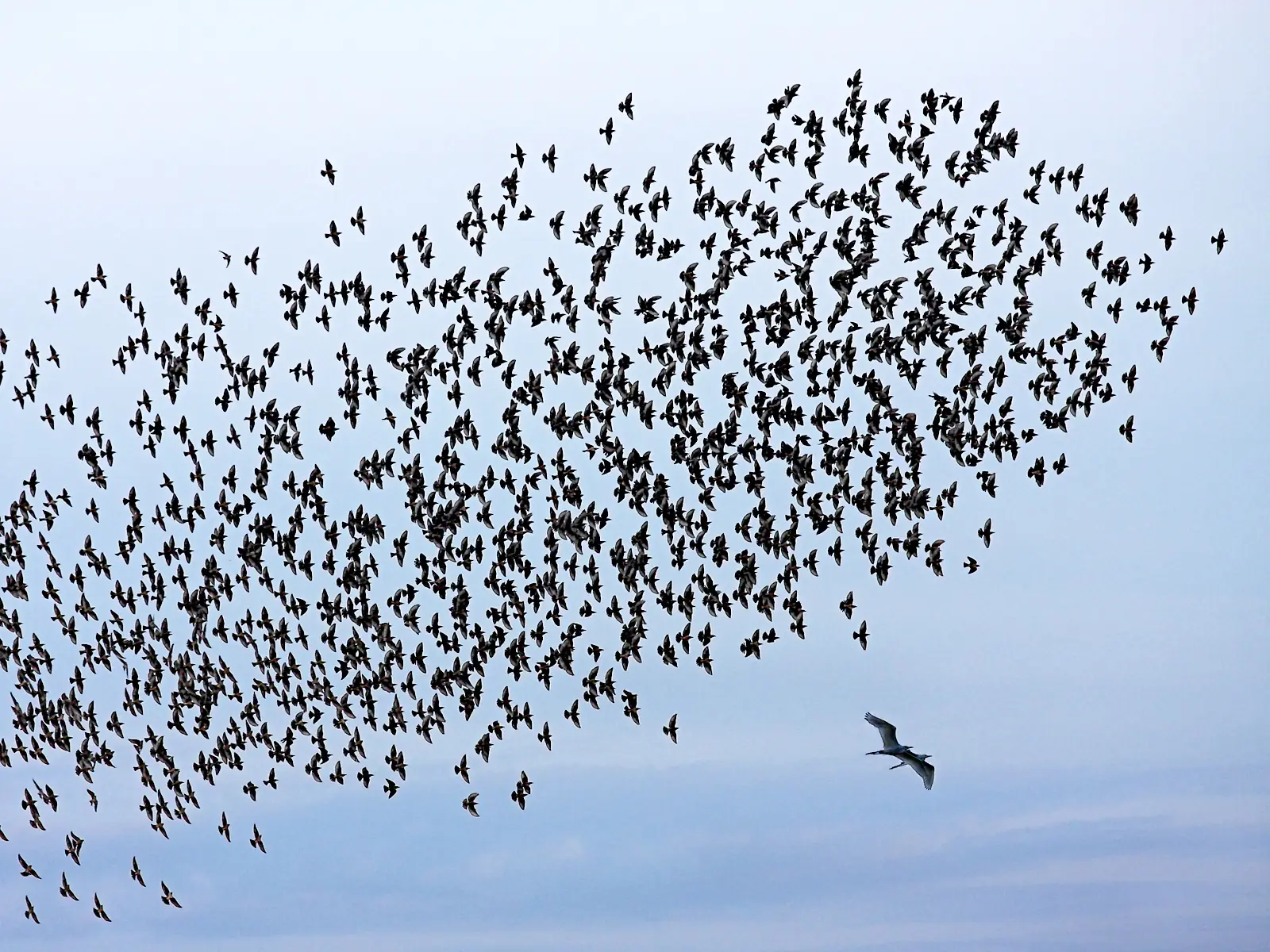 Flock of water birds near Rekawa Lagoon, Tangalle, Sri Lanka