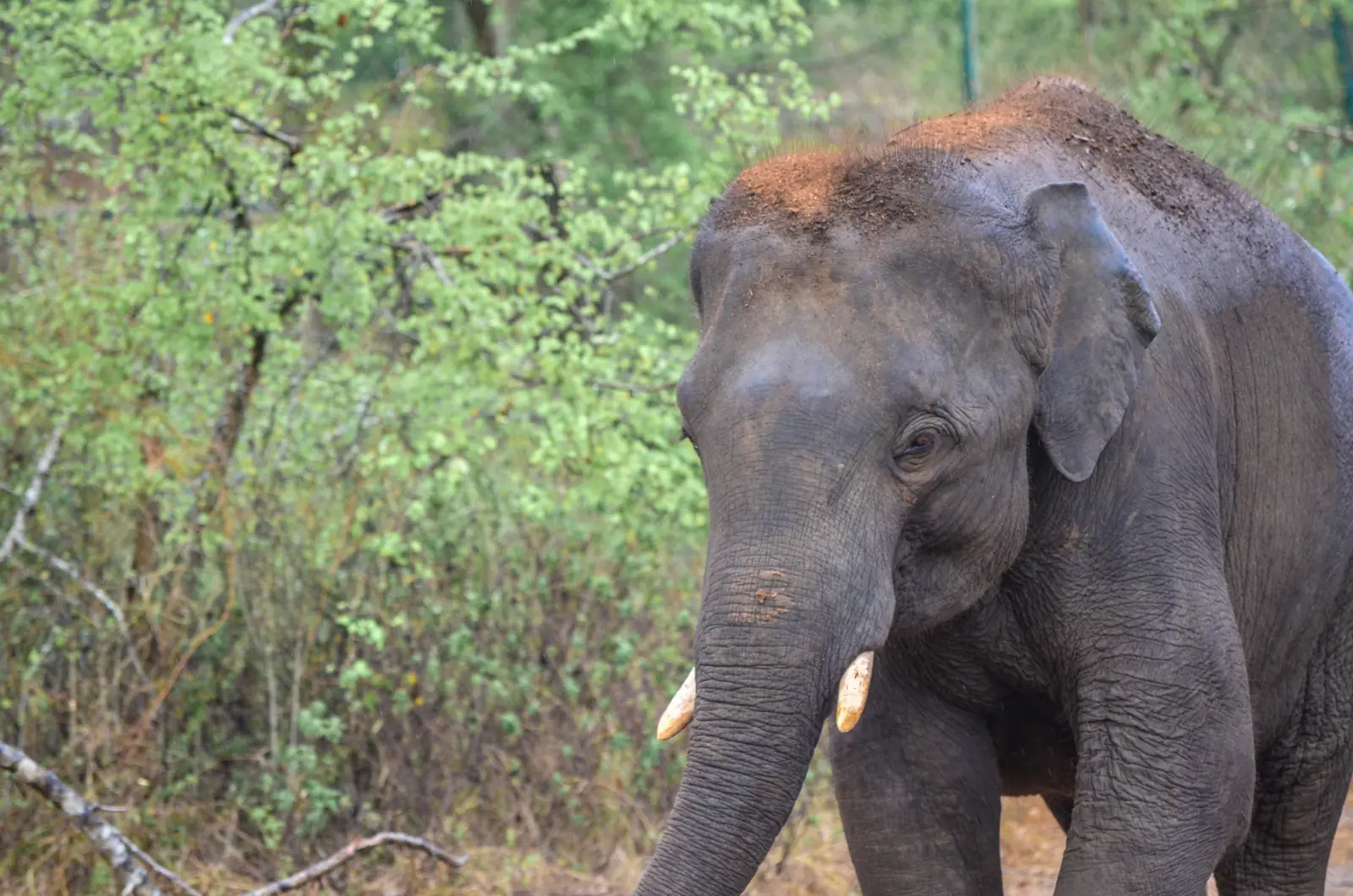 Baby elephant at Ridiyagama Safari Park, Sri Lanka