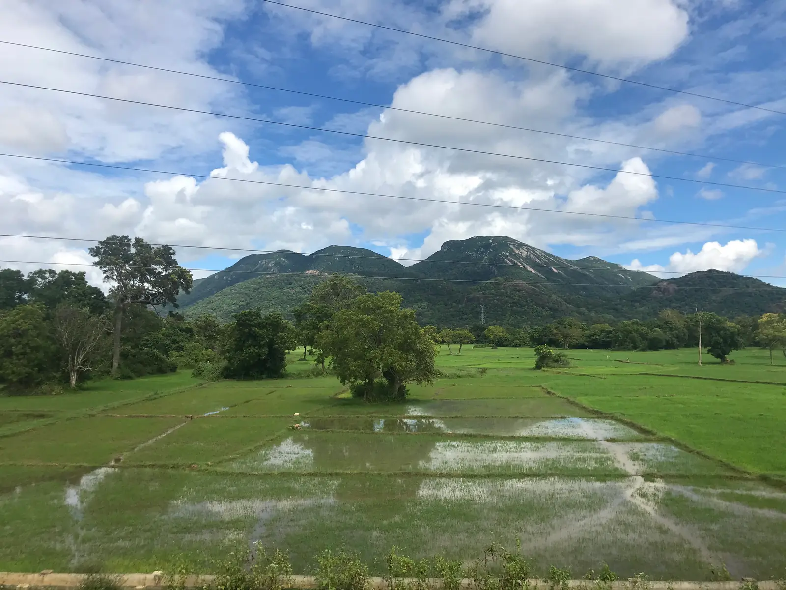 Ritigala mountain rising beyond paddy fields, Sri Lanka