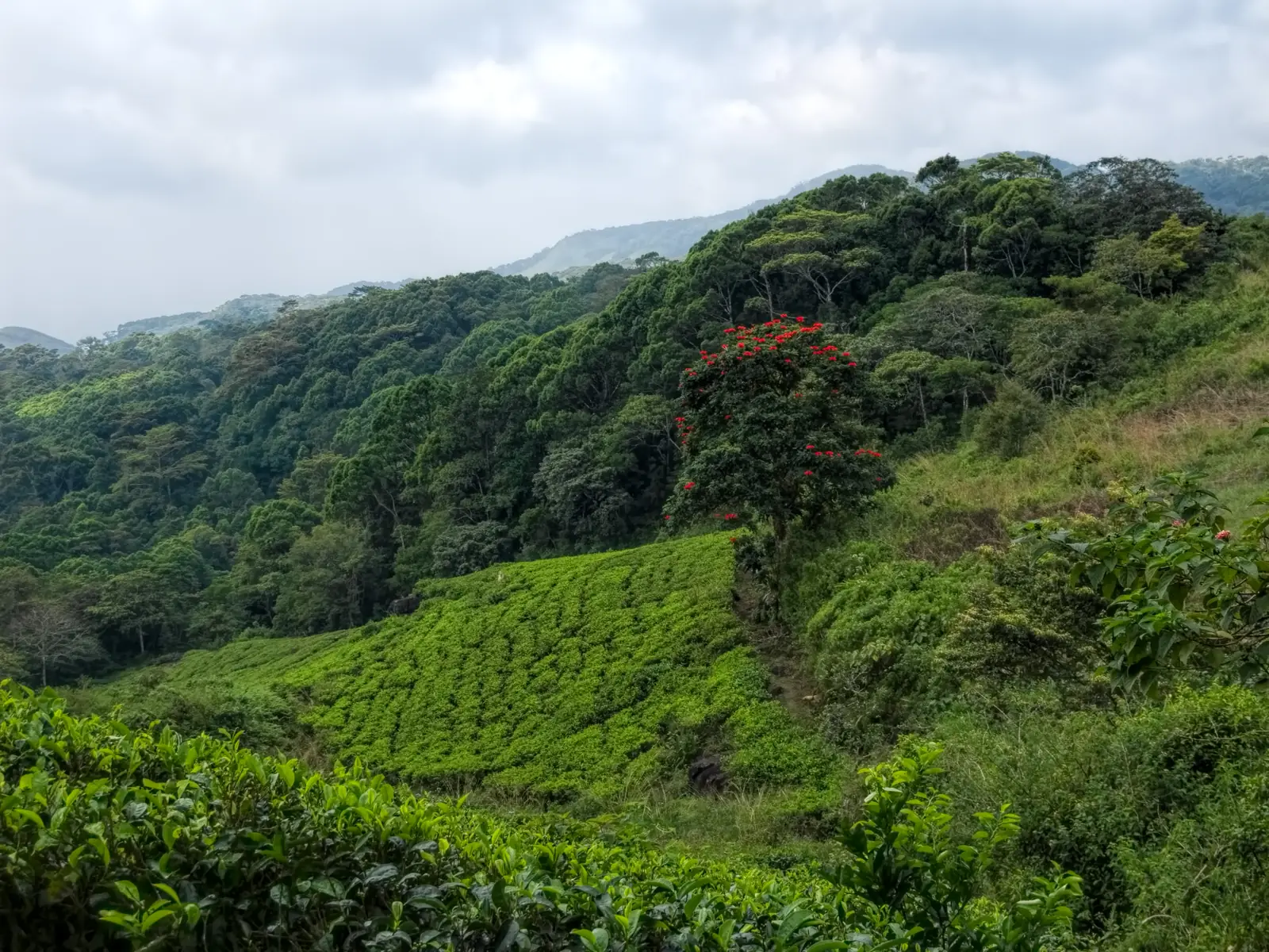 Dense rainforest of the Sinharaja Forest Reserve, Sri Lanka