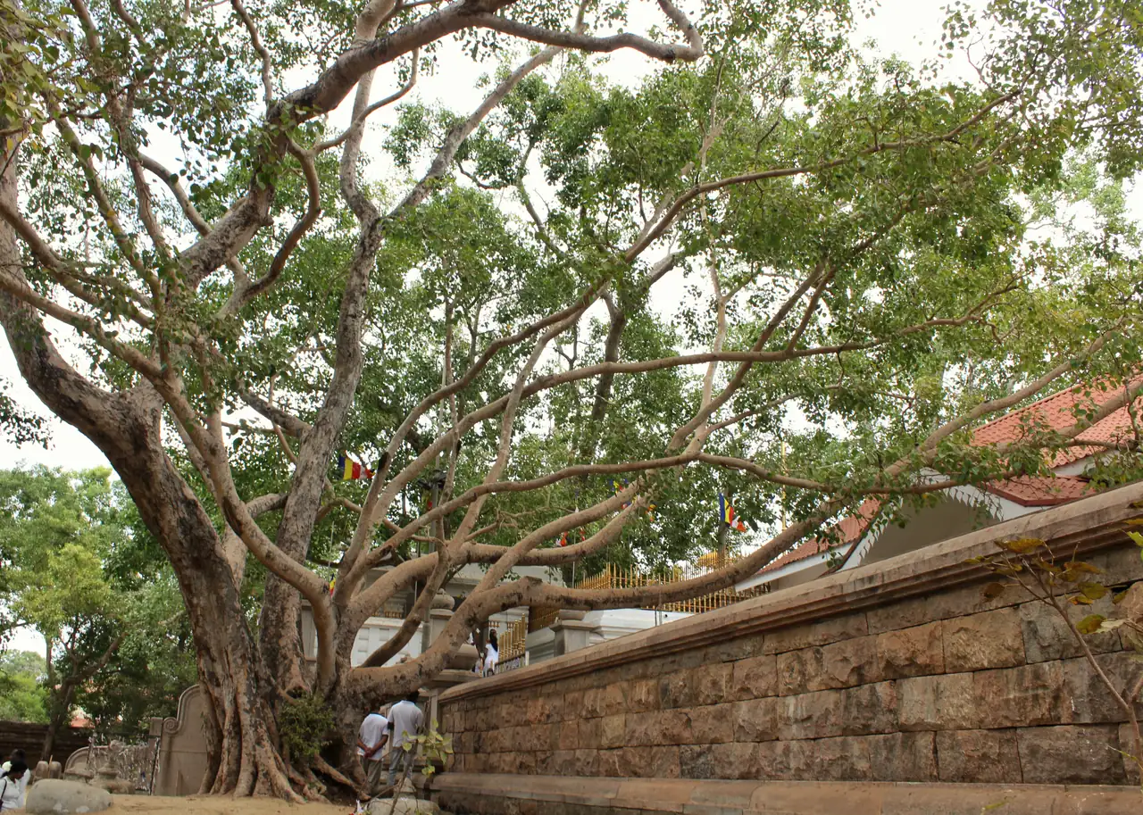 Sri Maha Bodhi sacred Bo tree shrine at Anuradhapura, Sri Lanka