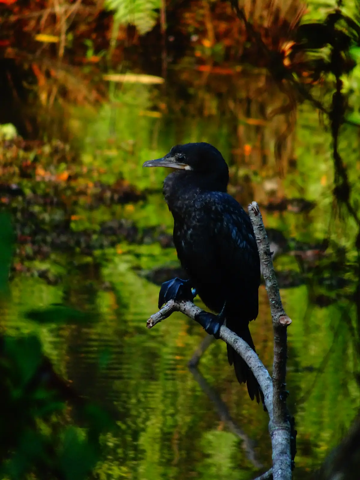 Little cormorant at Thalangama Lake near Colombo, Sri Lanka