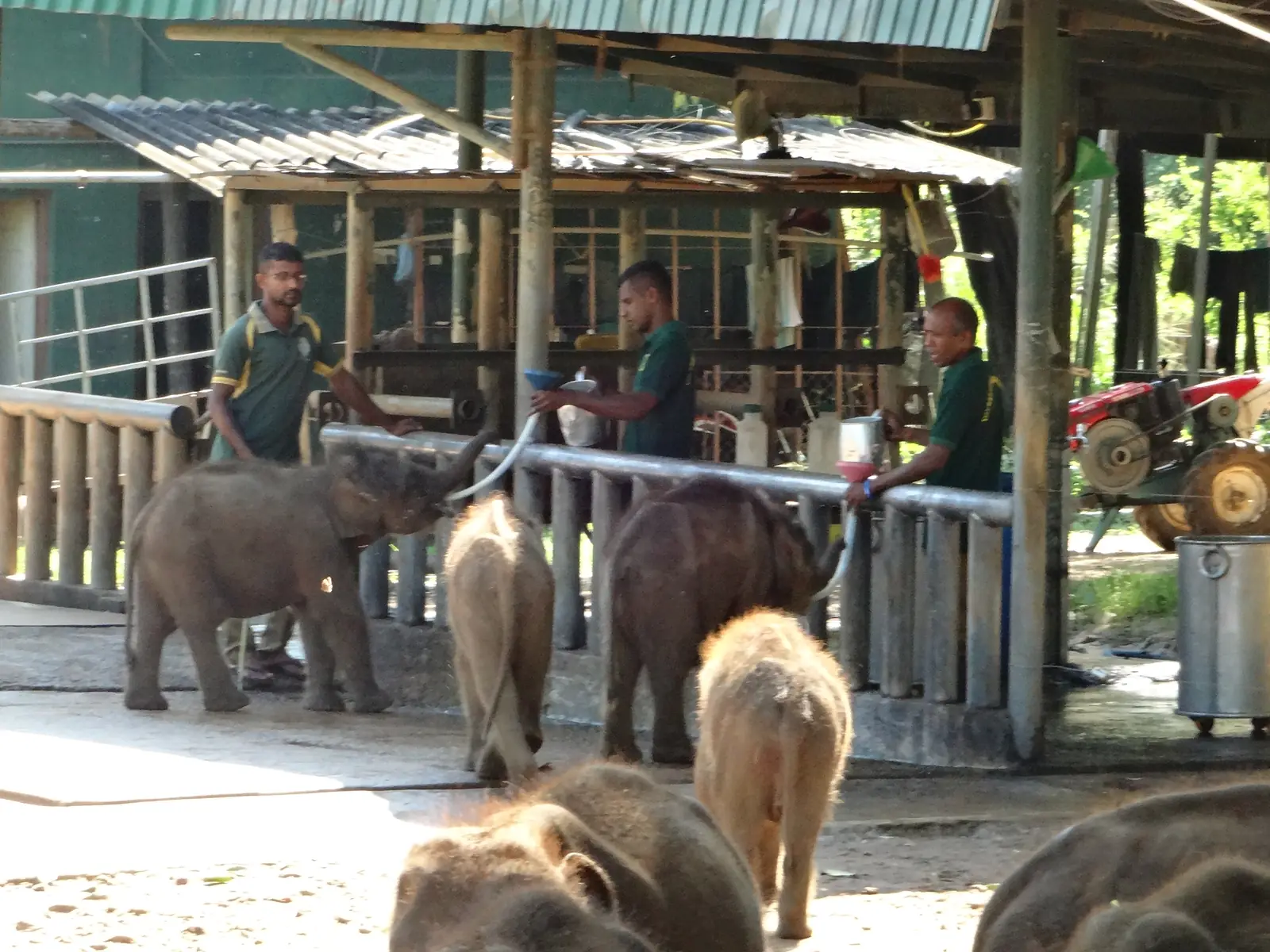 Orphaned elephant calves at the Udawalawe Elephant Transit Home, Sri Lanka