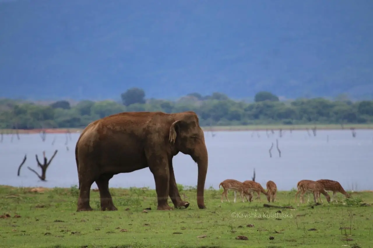 Wild elephant and spotted deer near the Udawalawe reservoir in Udawalawe National Park, Sri Lanka
