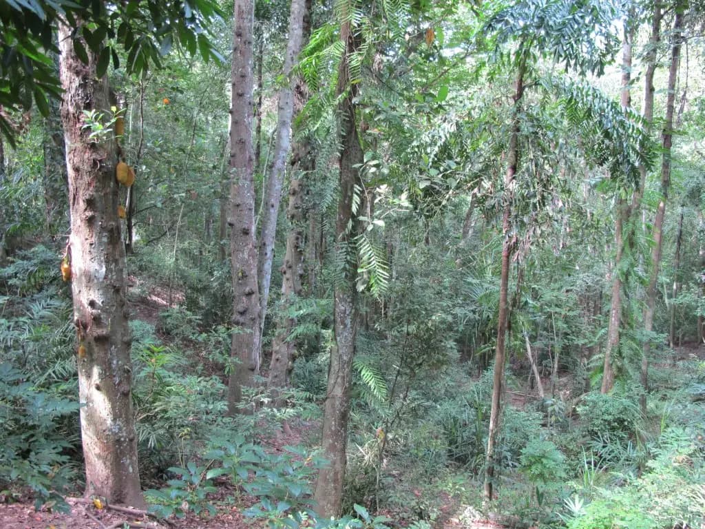 Forest walking trail in Udawattakele Royal Park above Kandy, Sri Lanka