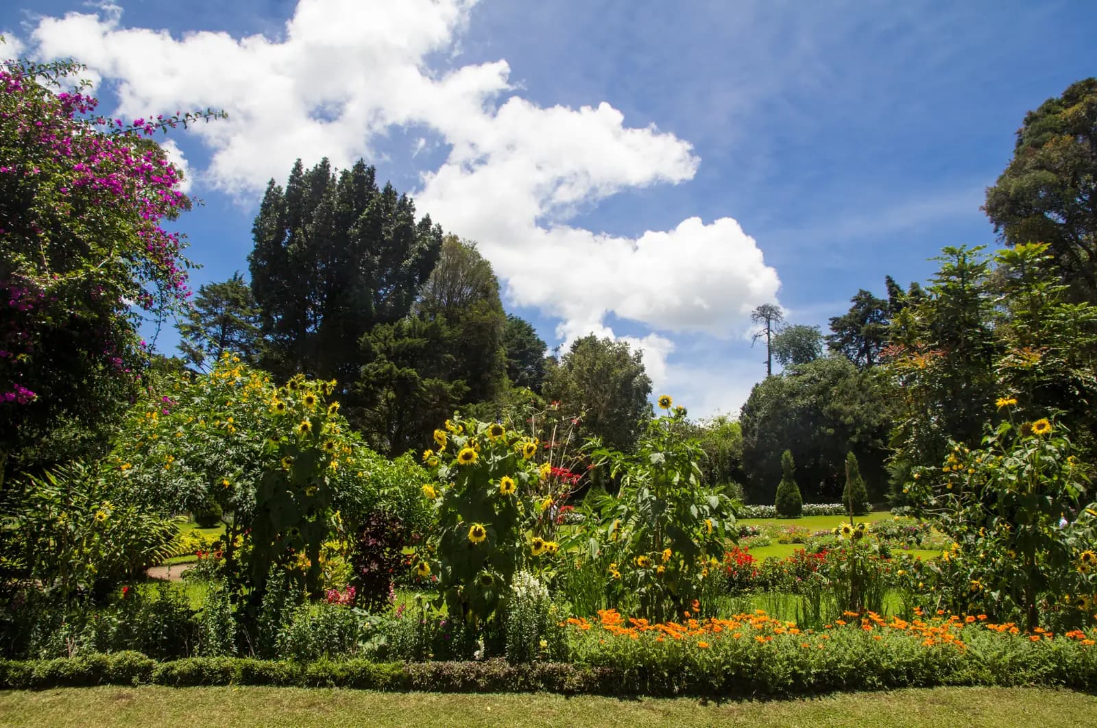 Flower beds of Victoria Park in Nuwara Eliya, Sri Lanka