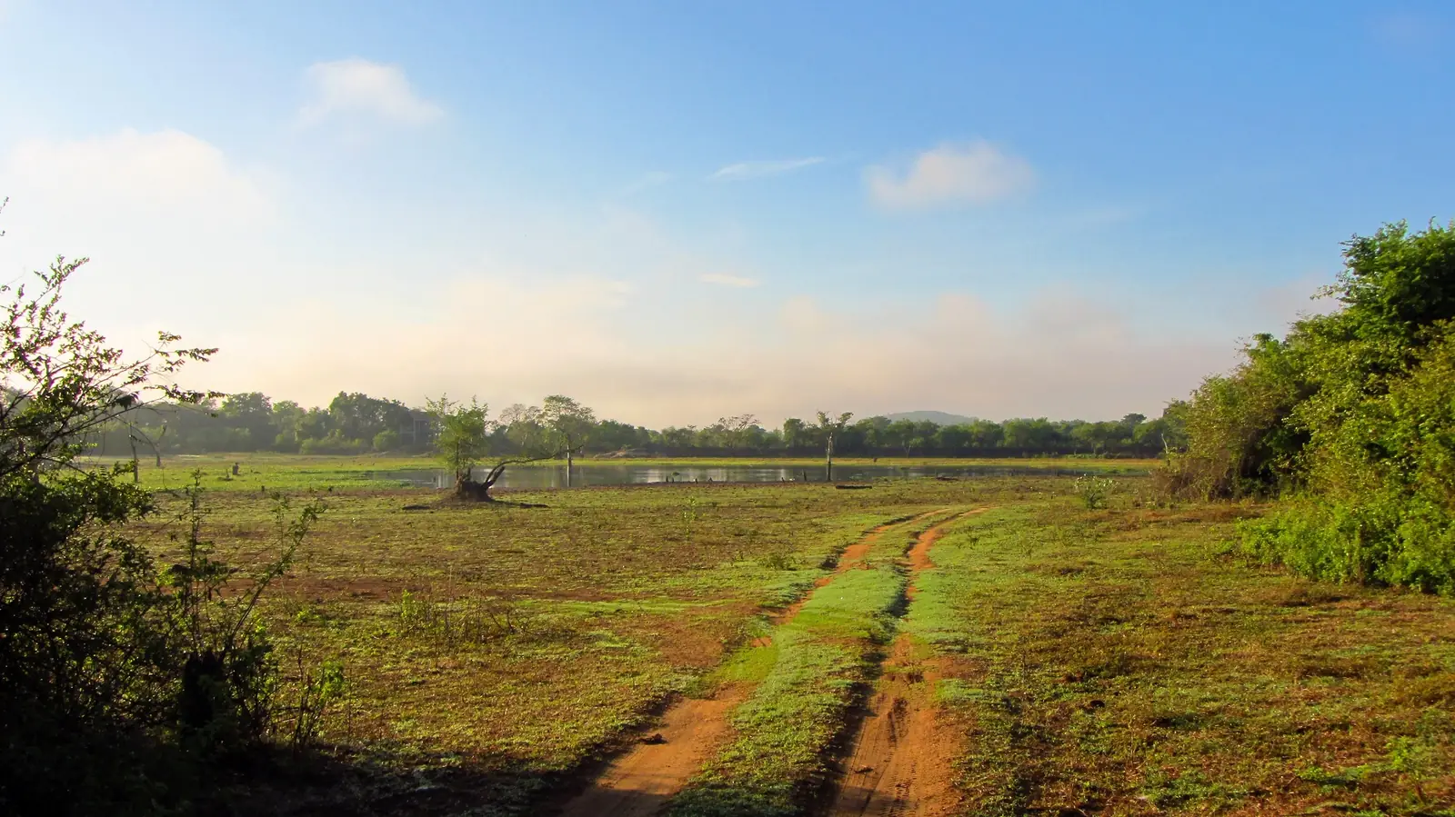Grassland and forest landscape of Wasgamuwa National Park, Sri Lanka