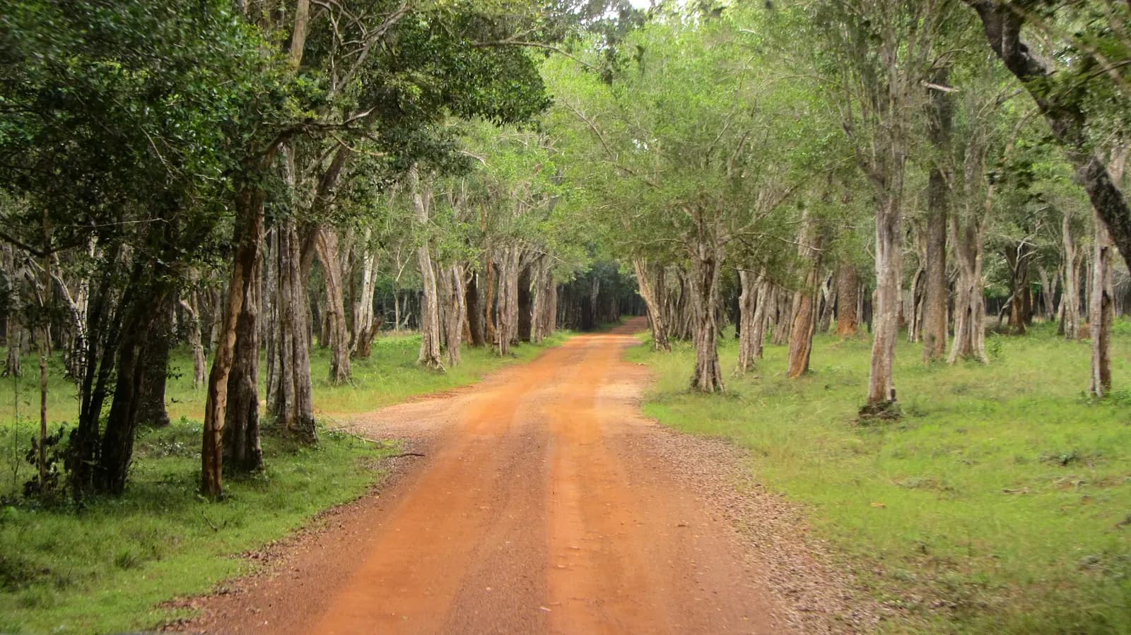Natural villu lake surrounded by dry-zone forest in Wilpattu National Park, Sri Lanka