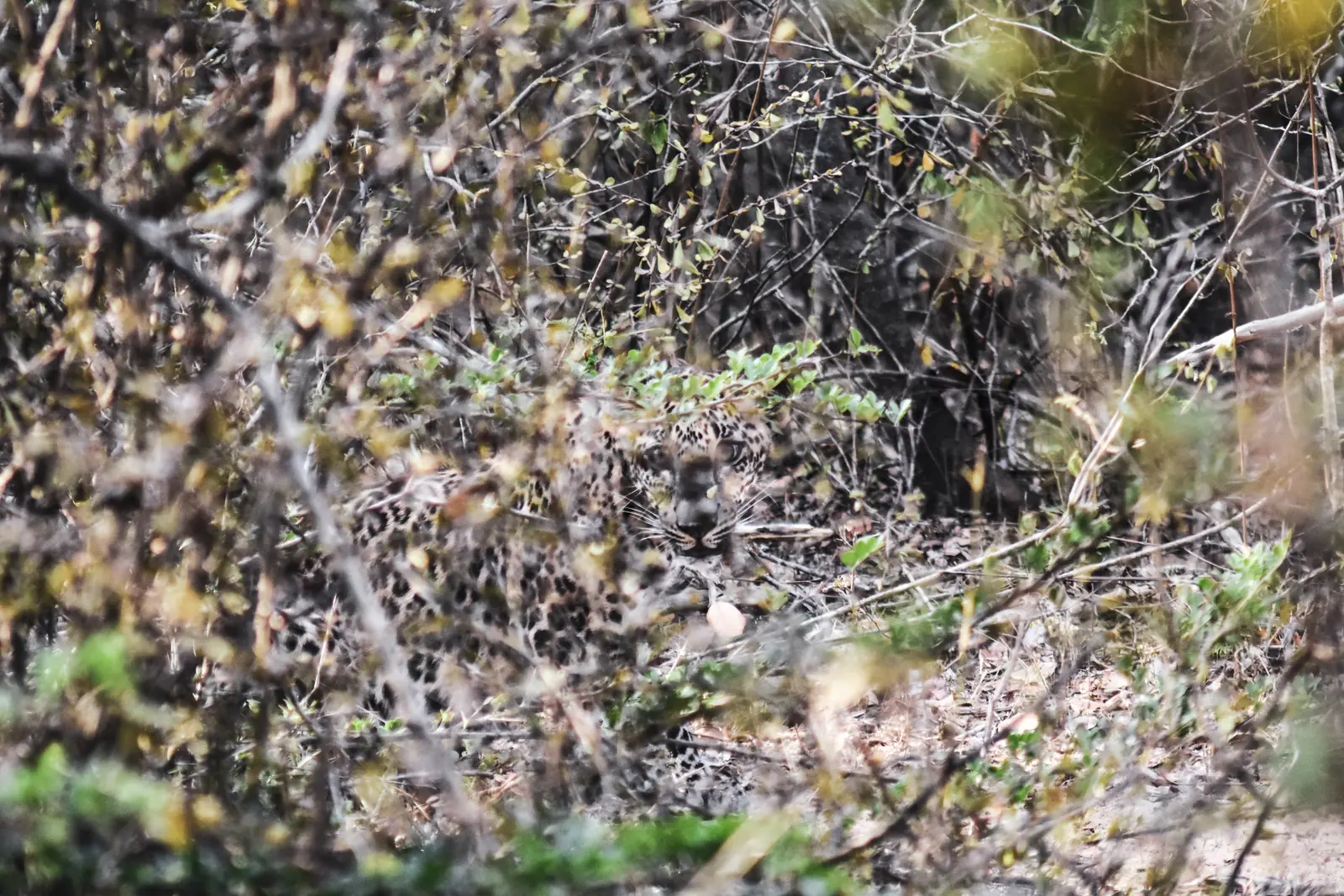 Sri Lankan leopard resting on a rock in Yala National Park, Sri Lanka