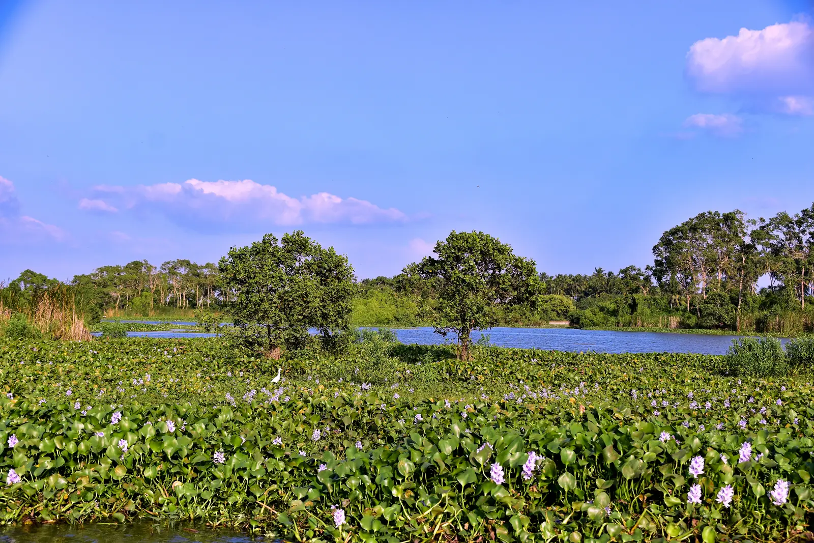 Lagoon landscape of the Kalametiya Bird Sanctuary, Sri Lanka