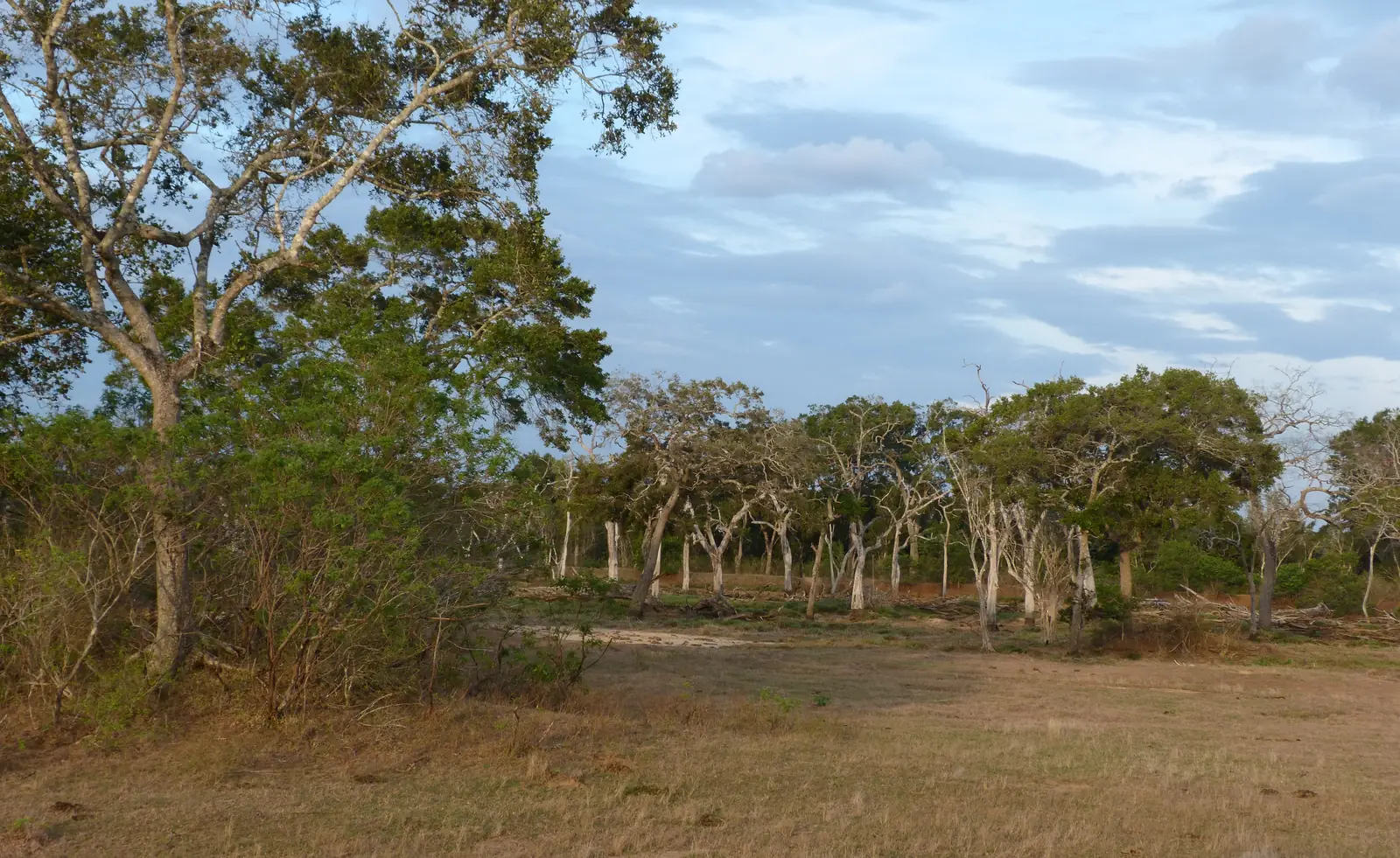 Wild elephant in the open landscape of Lunugamvehera National Park, Sri Lanka